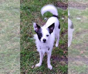 Mike Wazowski in RI - Male Mutt Dog for Adoption