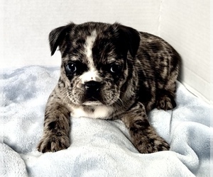 Faux Frenchbo Bulldog Puppy for sale in EDWARDSBURG, MI, USA