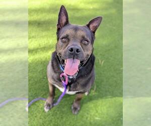 Mutt Dogs for adoption in Las Vegas, NV, USA