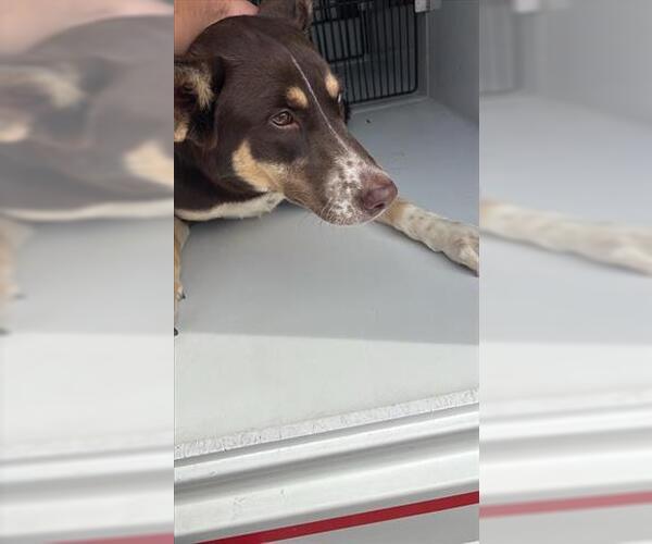 Medium Photo #1 Border Collie-Unknown Mix Puppy For Sale in Houston, TX, USA