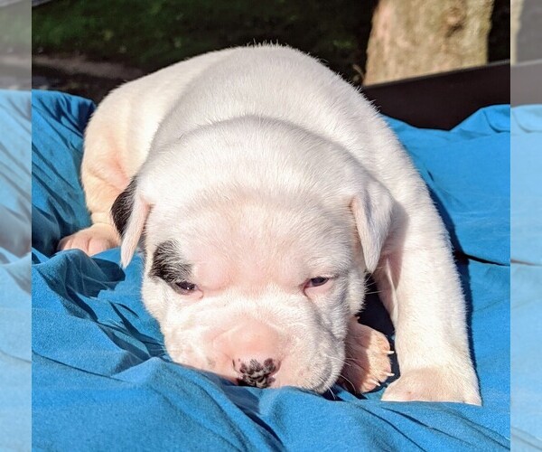 Medium Photo #18 American Bulldog Puppy For Sale in MILLS RIVER, NC, USA