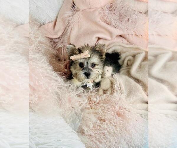 Medium Photo #11 Morkie Puppy For Sale in SOUTH PALM BEACH, FL, USA