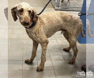 Mutt Dogs for adoption in Washington, DC, USA