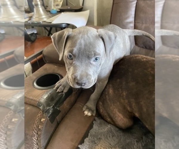 Medium Photo #1 American Pit Bull Terrier Puppy For Sale in TACOMA, WA, USA