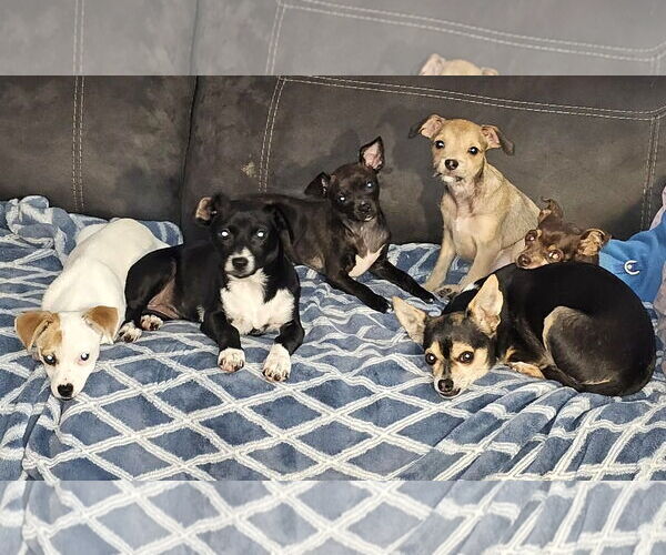 Medium Photo #11 Papshund Puppy For Sale in Arlington, WA, USA