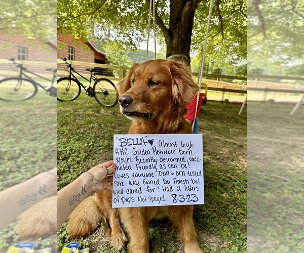 Medium Photo #1 Golden Retriever Puppy For Sale in WAYNESBURG, OH, USA