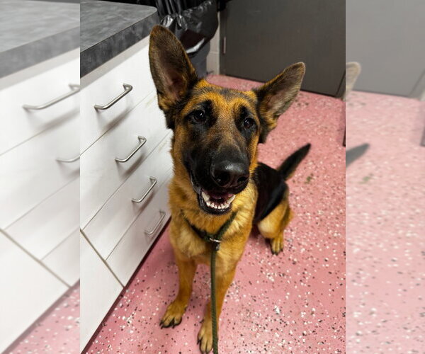 Medium Photo #2 German Shepherd Dog Puppy For Sale in Pierceton , IN, USA