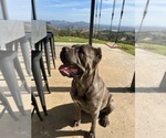 Small Photo #1 Cane Corso Puppy For Sale in OCEANSIDE, CA, USA