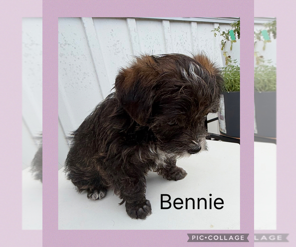 Medium Photo #4 Poodle (Toy)-Yorkshire Terrier Mix Puppy For Sale in BENNINGTON, IN, USA