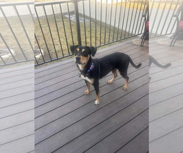 Medium Photo #4 Rottweiler-Unknown Mix Puppy For Sale in MIDWAY, UT, USA