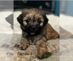 Puppy Puppy 2 Mal-Shi