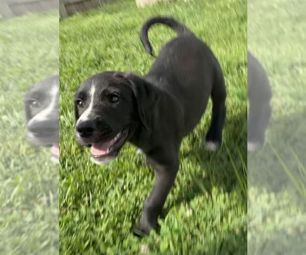 Medium Photo #3 Labrador Retriever-Unknown Mix Puppy For Sale in Aurora, IN, USA