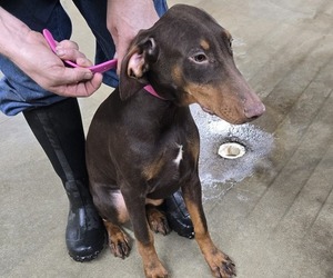 Doberman Pinscher Puppy for sale in COLUMBIA CITY, IN, USA