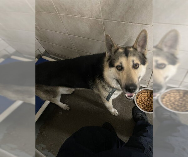 Medium Photo #1 German Shepherd Dog Puppy For Sale in Stockton, CA, USA