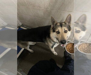 German Shepherd Dog Dogs for adoption in Stockton, CA, USA