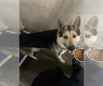 Small German Shepherd Dog