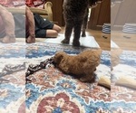 Small Photo #42 Aussiedoodle Puppy For Sale in ASHEVILLE, NC, USA