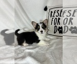 Small #4 Pembroke Welsh Corgi