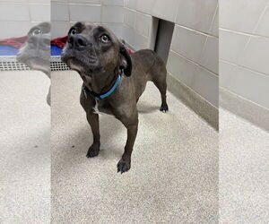 Mutt Dogs for adoption in Virginia Beach, VA, USA