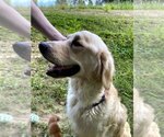 Small Photo #1 Goldendoodle Puppy For Sale in HARROGATE, TN, USA