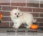 Small #2 ShihPoo