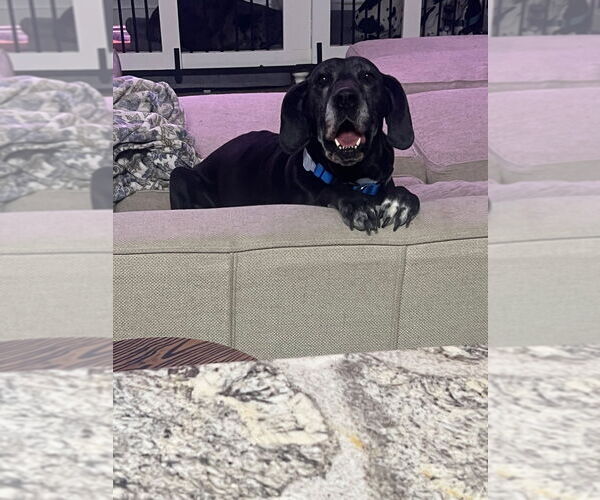 Medium Photo #3 Great Dane Puppy For Sale in Bullard, TX, USA