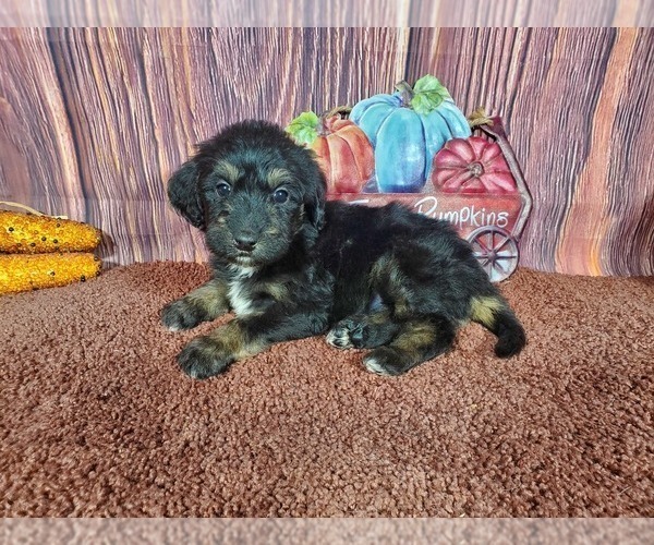 Medium Photo #3 Goldendoodle Puppy For Sale in COLORADO SPRINGS, CO, USA