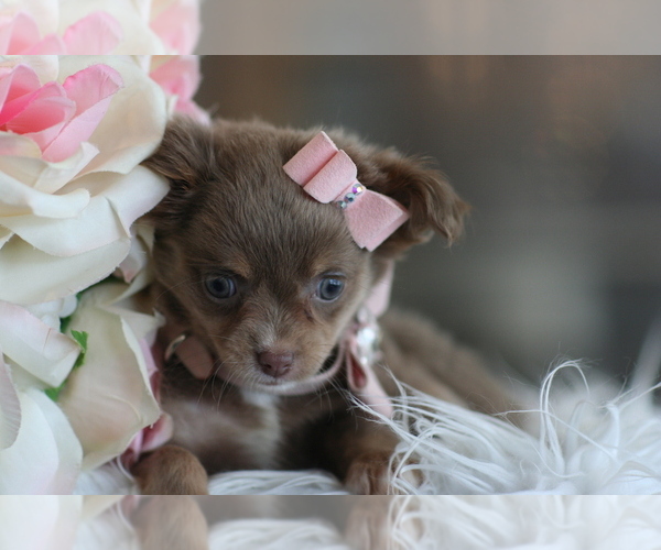 Medium Photo #18 Chihuahua Puppy For Sale in HOMESTEAD, FL, USA