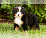 Small Photo #10 Bernese Mountain Dog Puppy For Sale in WOLCOTTVILLE, IN, USA