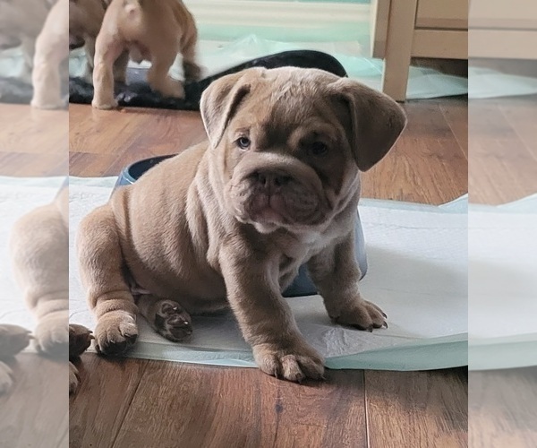 Medium Photo #1 English Bulldog Puppy For Sale in LAS VEGAS, NV, USA