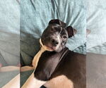 Small #13 American Pit Bull Terrier-Labrador Retriever Mix