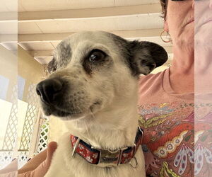 Chihuahua Dogs for adoption in Chandler, AZ, USA
