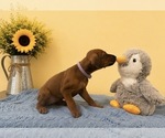 Small #14 Rhodesian Ridgeback