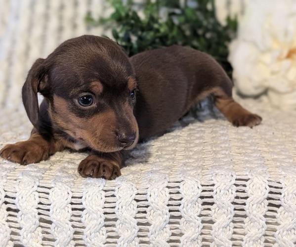 Medium Photo #11 Dachshund Puppy For Sale in GOSHEN, IN, USA