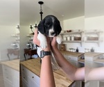 Small Photo #11 English Springer Spaniel Puppy For Sale in HEYBURN, ID, USA