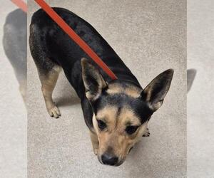 German Shepherd Dog-Unknown Mix Dogs for adoption in Bakersfield, CA, USA