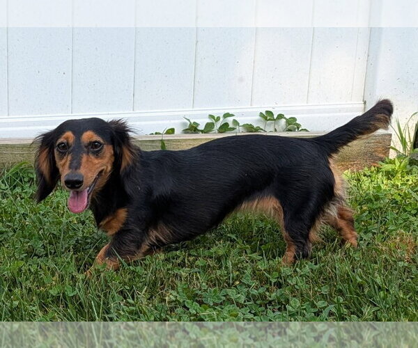 Medium Photo #9 Dachshund Puppy For Sale in Shelbyville, TN, USA