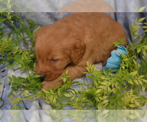 Medium Photo #1 Golden Retriever Puppy For Sale in GREENWOOD, WI, USA