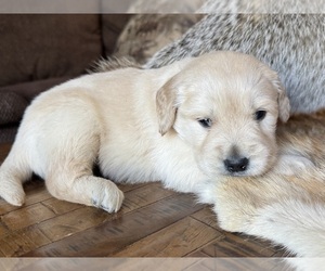 Golden Retriever Puppy for sale in FORDLAND, MO, USA
