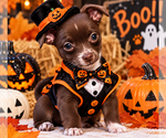 Puppy 2 Chihuahua