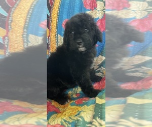 Medium Bernedoodle