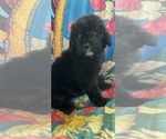 Puppy 5 Bernedoodle