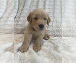 Small Photo #24 Golden Retriever Puppy For Sale in IRWIN, PA, USA