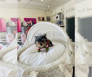 Yorkshire Terrier Puppy for sale in SOUTHFIELD TOWNSHIP, MI, USA