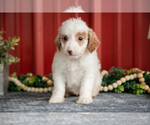 Small #1 Goldendoodle (Miniature)