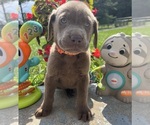 Small Photo #2 Labrador Retriever Puppy For Sale in NEOLA, WV, USA