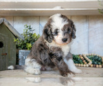 Small Photo #18 Miniature Labradoodle Puppy For Sale in SUGARCREEK, OH, USA