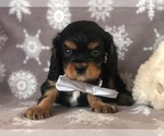 Small Photo #2 Cavalier King Charles Spaniel Puppy For Sale in CLAY, PA, USA