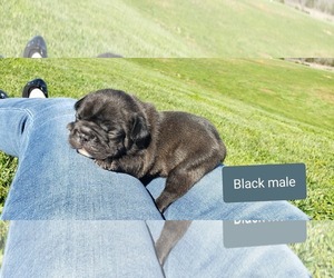 French Bulldog Puppy for sale in FARMINGTON, MO, USA