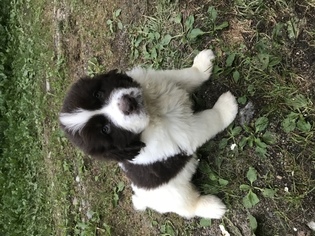 Newfoundland Puppy for sale in SACO, ME, USA